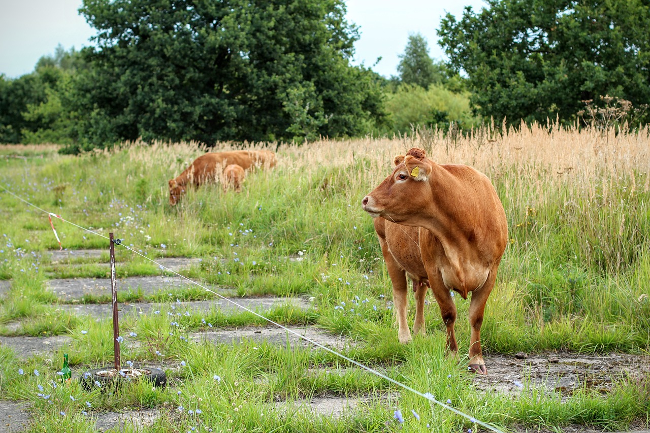 cow brown milk free photo