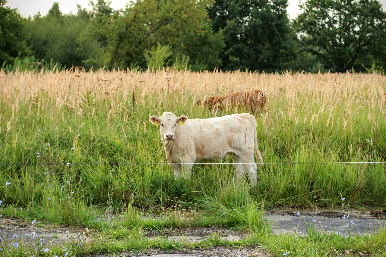 cow brown milk free photo