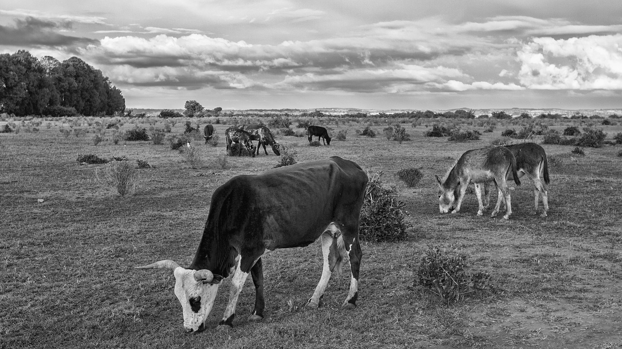 cow animal farm free photo
