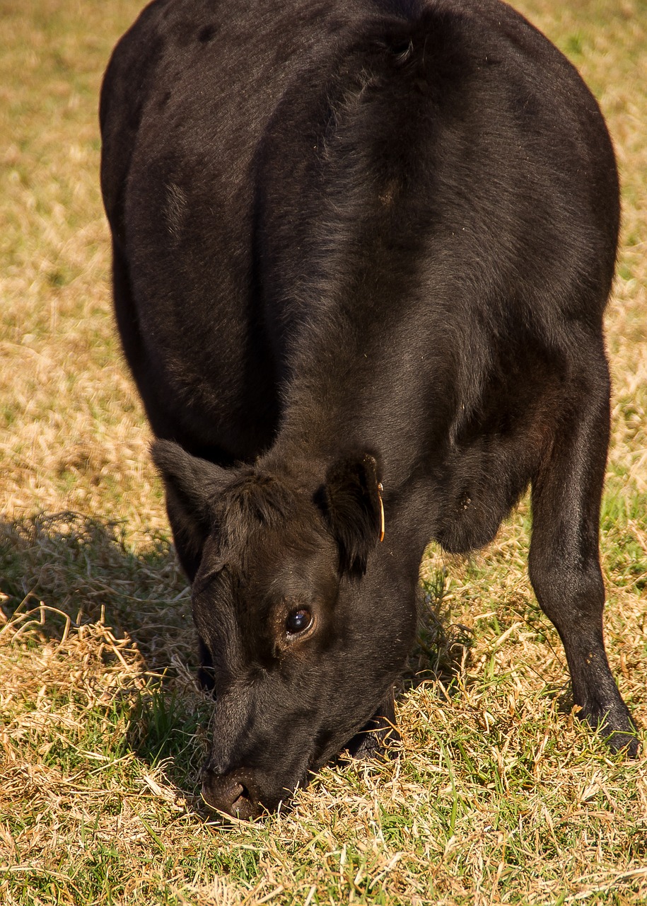 cow calf cattle free photo