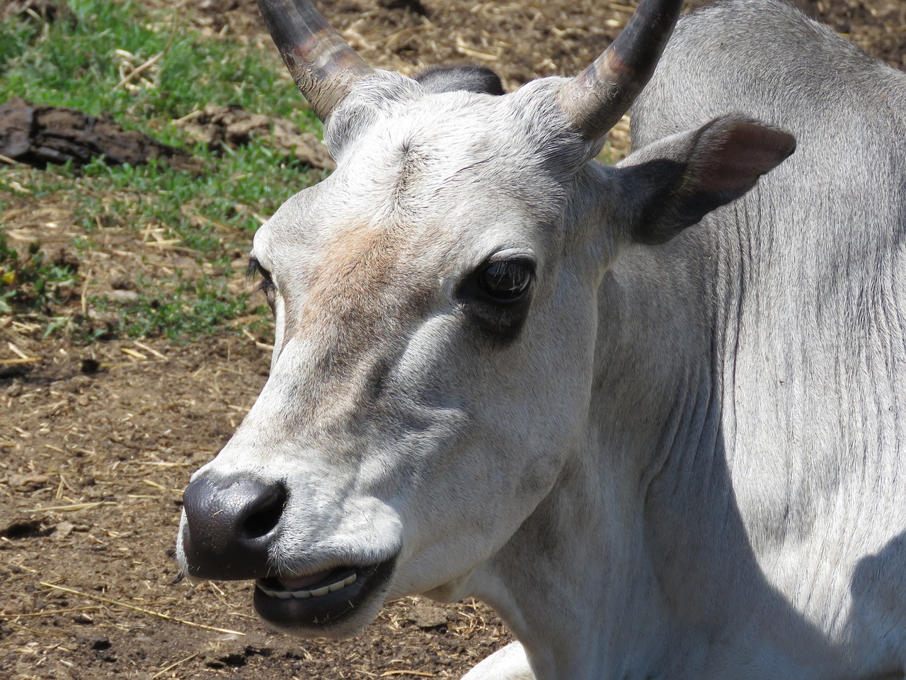 cow bull horns free photo