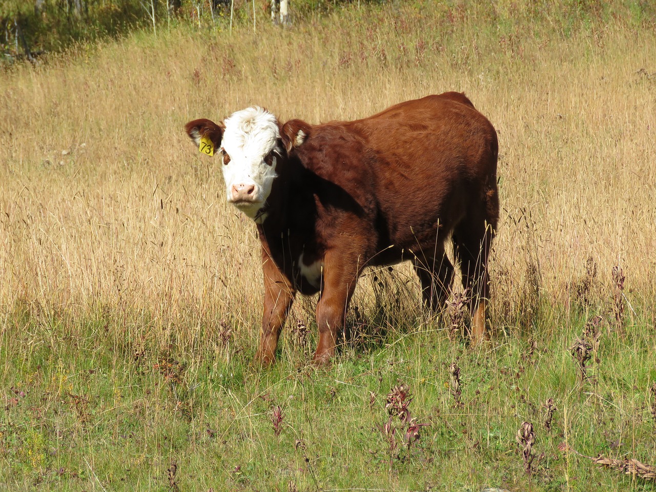 cow calf cattle free photo