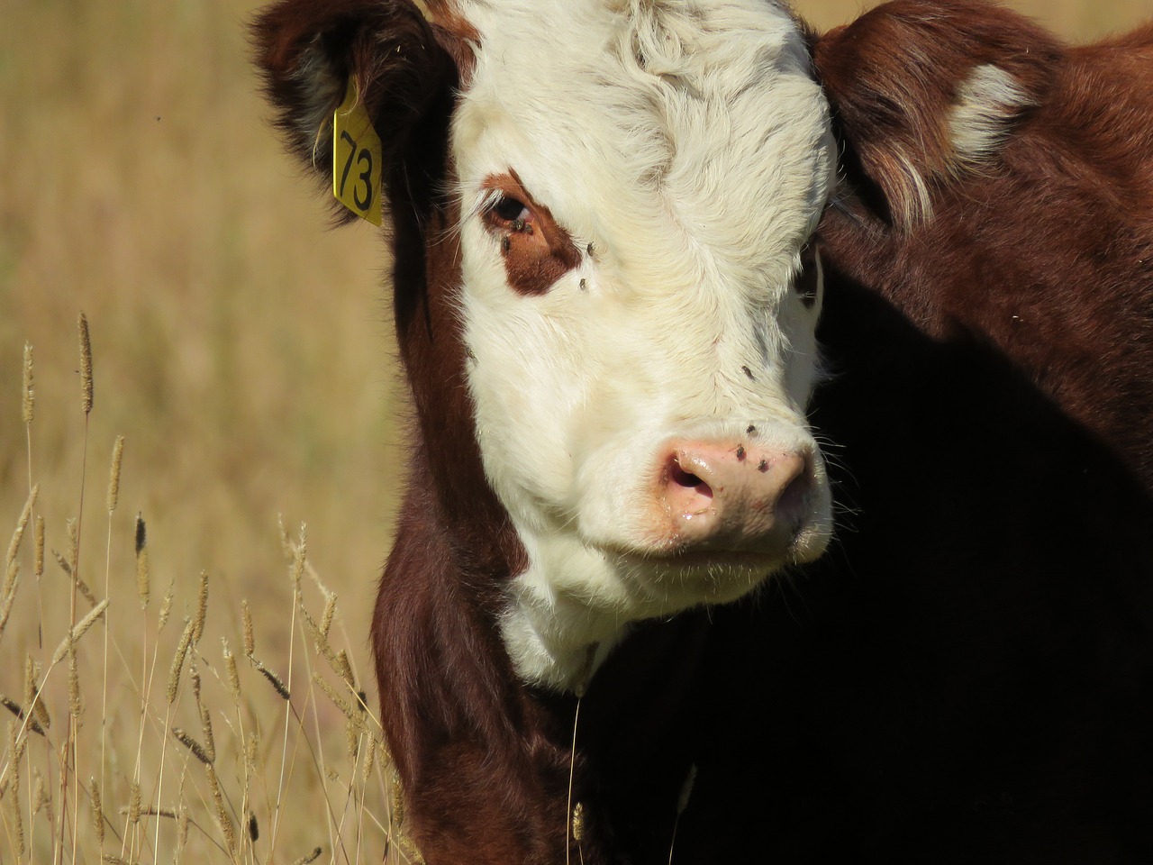 cow calf cattle free photo