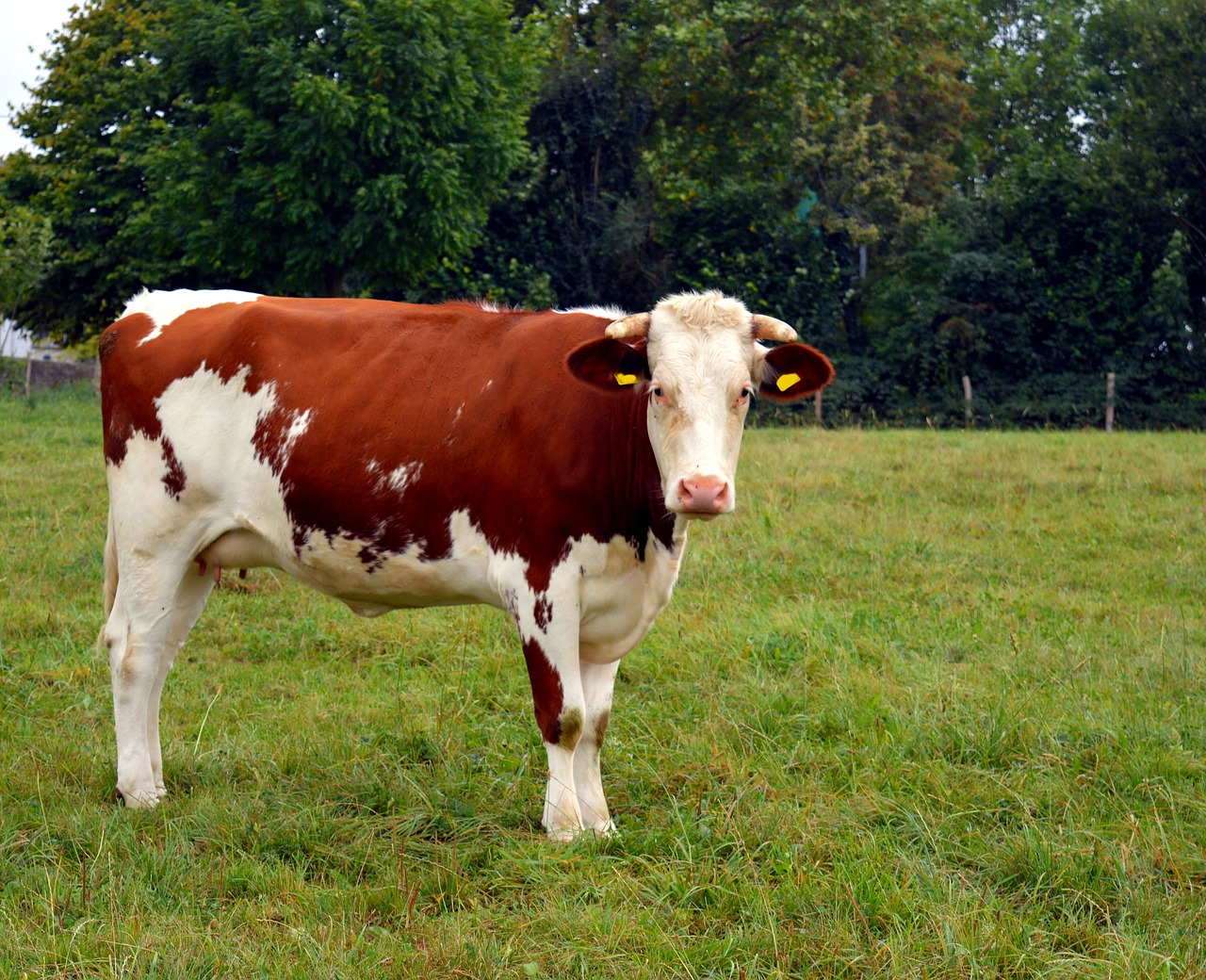 cow milk beef free photo