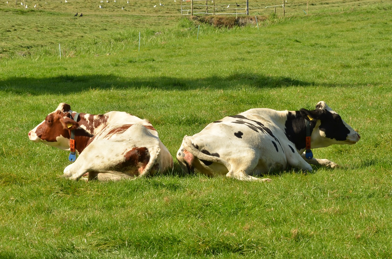 cow mammal farm free photo