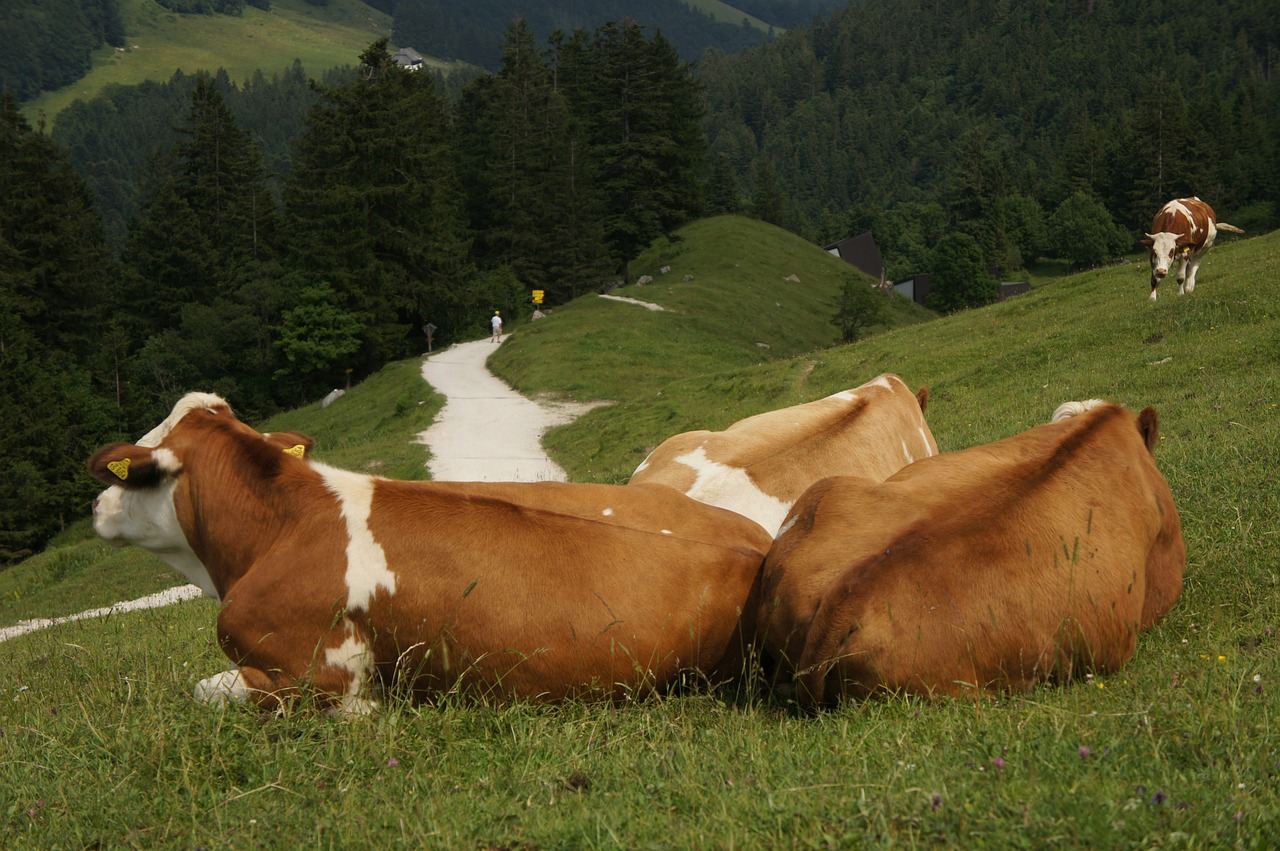 cow animal relaxed free photo