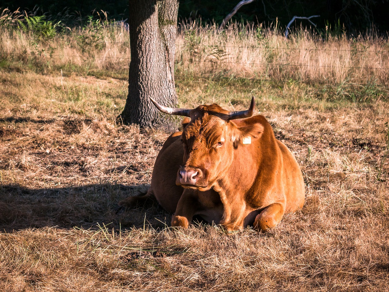 cow beef concerns free photo
