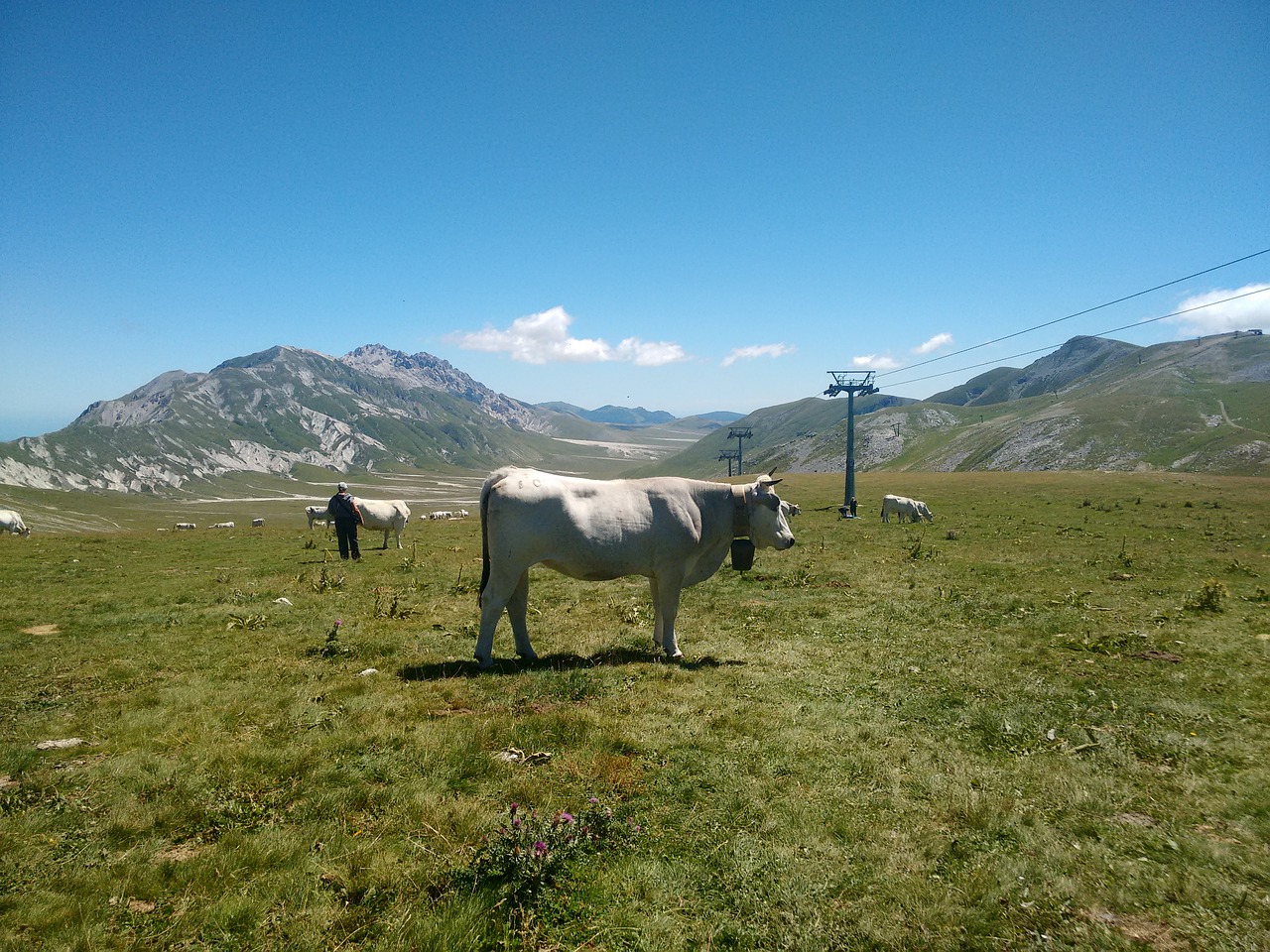 cow livestock landscape free photo