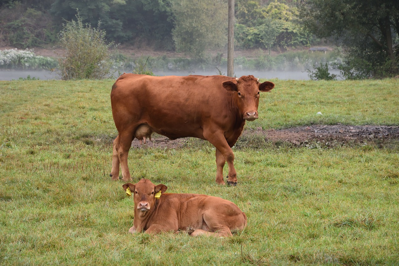 cow calf protect free photo