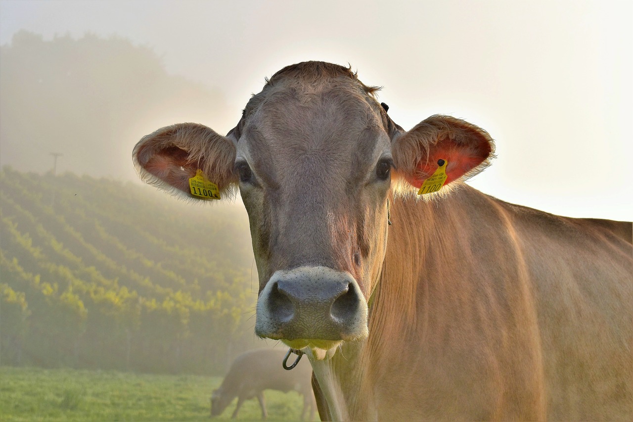 cow pasture meadow free photo