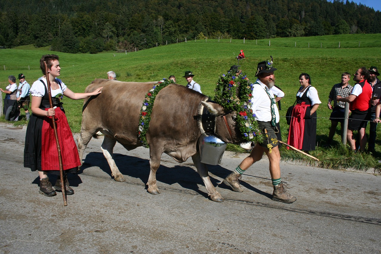 cow wreath beef allgäu free photo