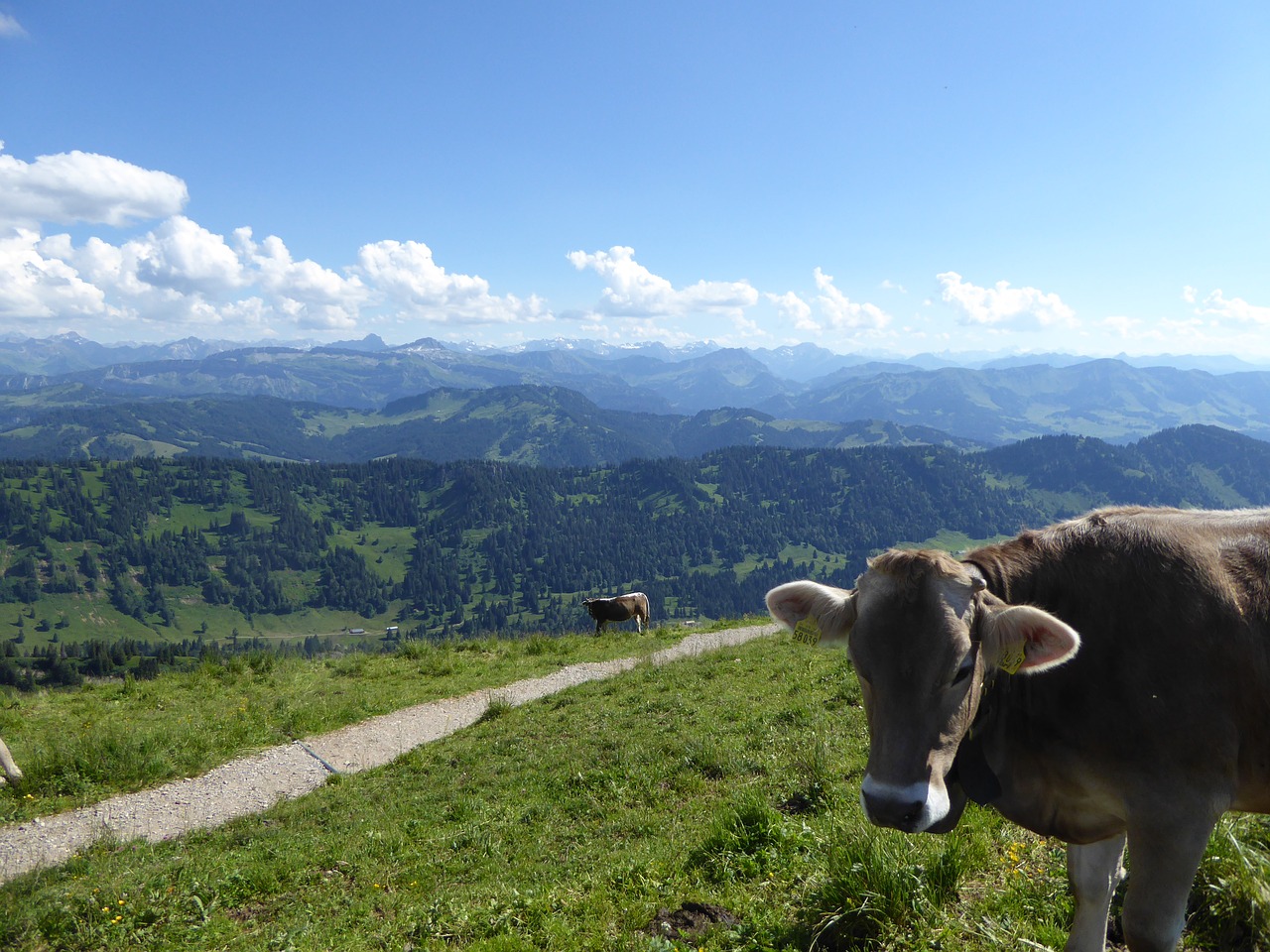 cow mountains allgäu free photo