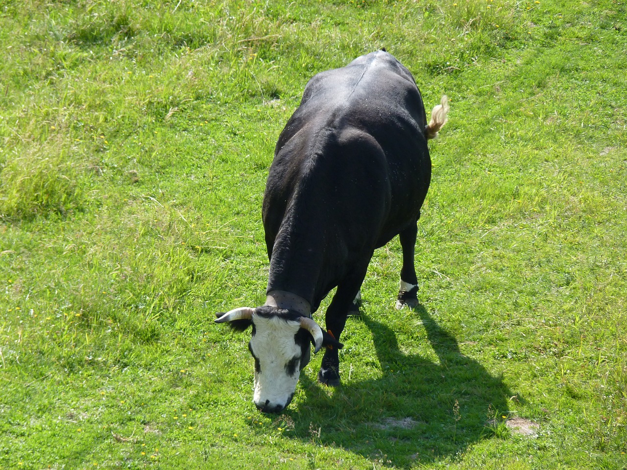 cow nature agriculture free photo