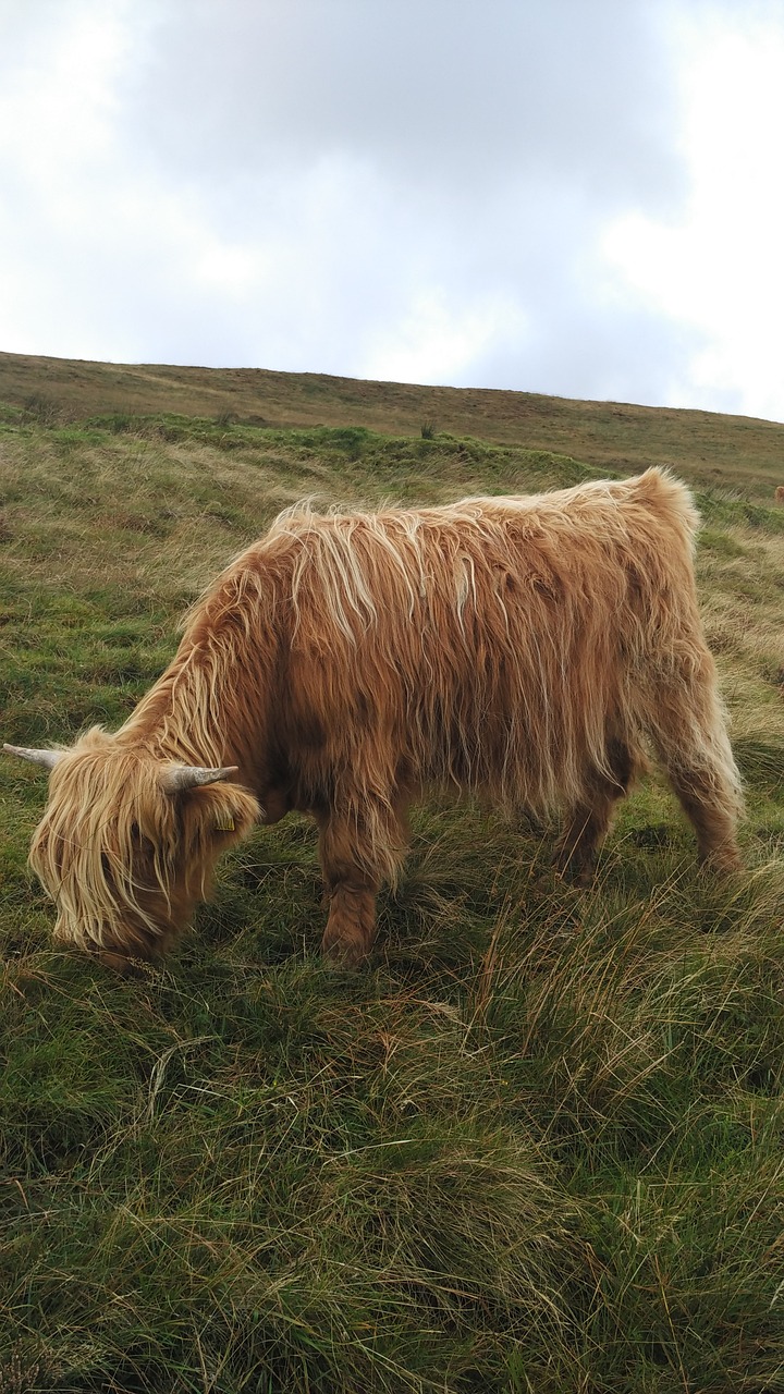 cow scotland prato free photo