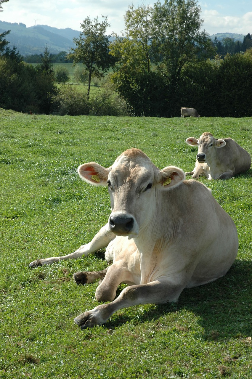 cow pasture agriculture free photo