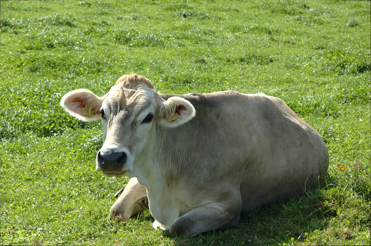 cow pasture agriculture free photo