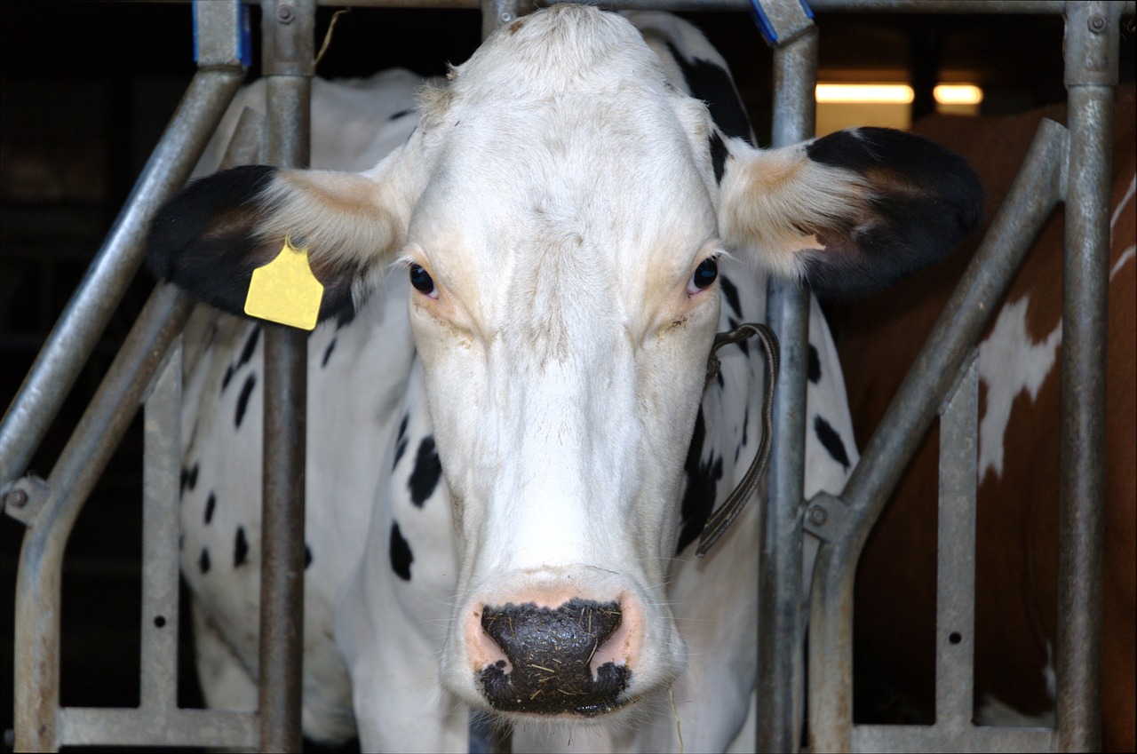 cow stall barn free photo