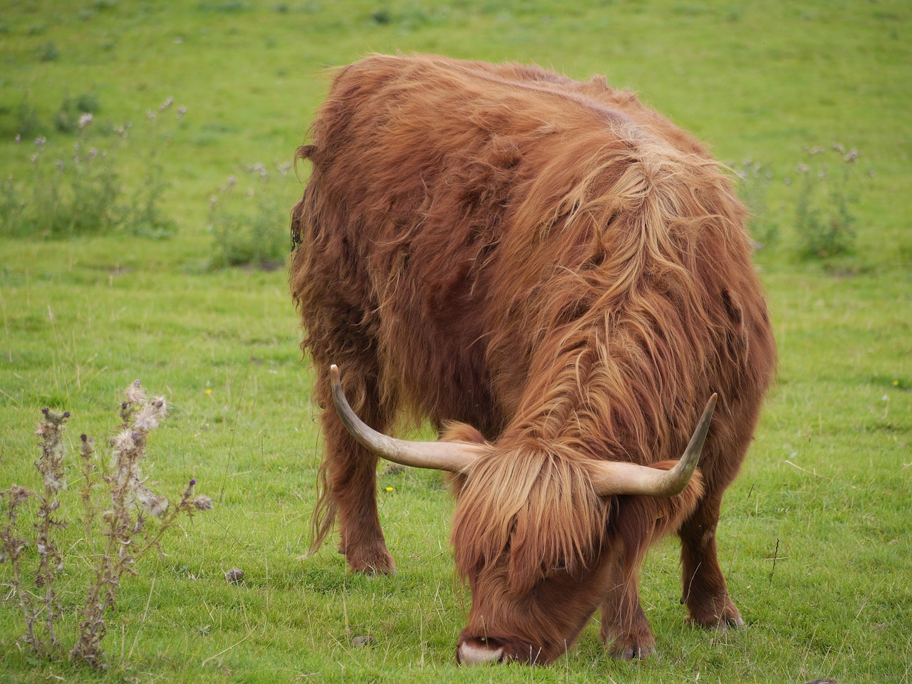 cow horns highland free photo