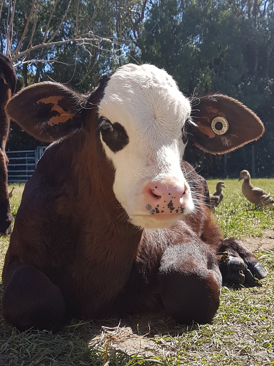 cow calf friend free photo