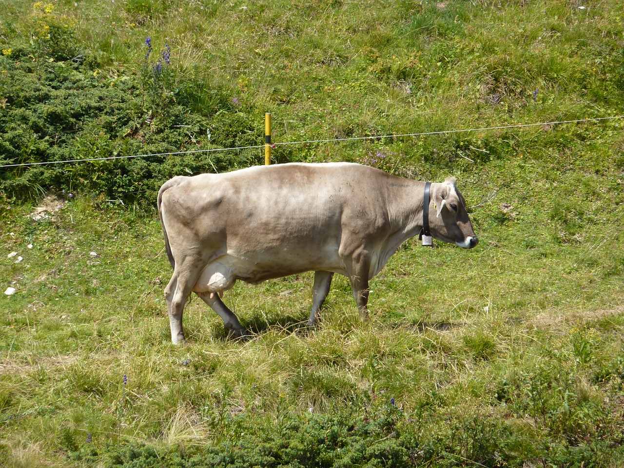 cow farm animal free photo