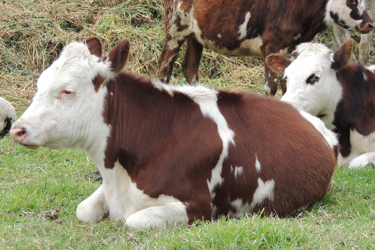 cow animal husbandry field free photo