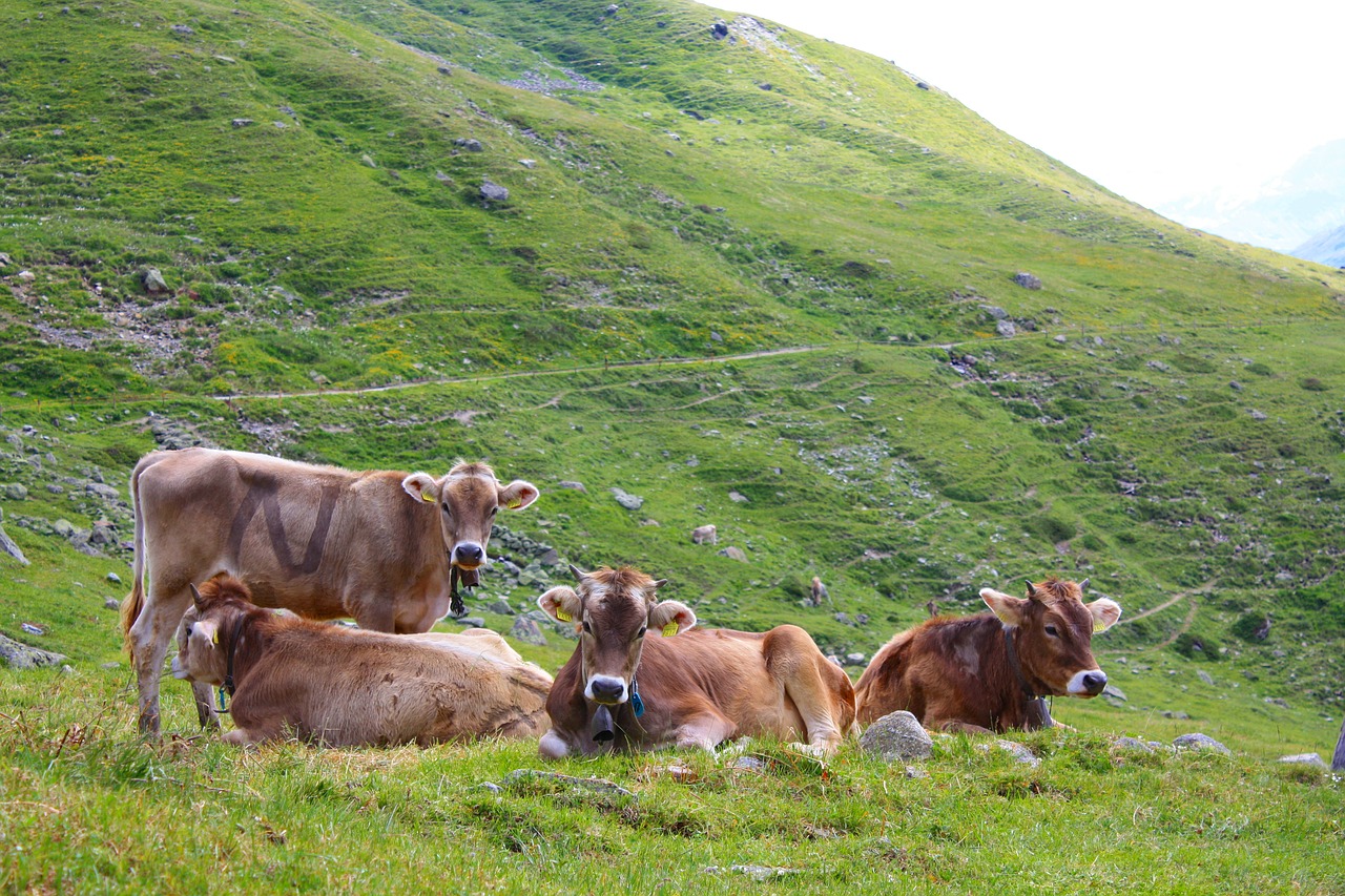 cow swiss switzerland free photo