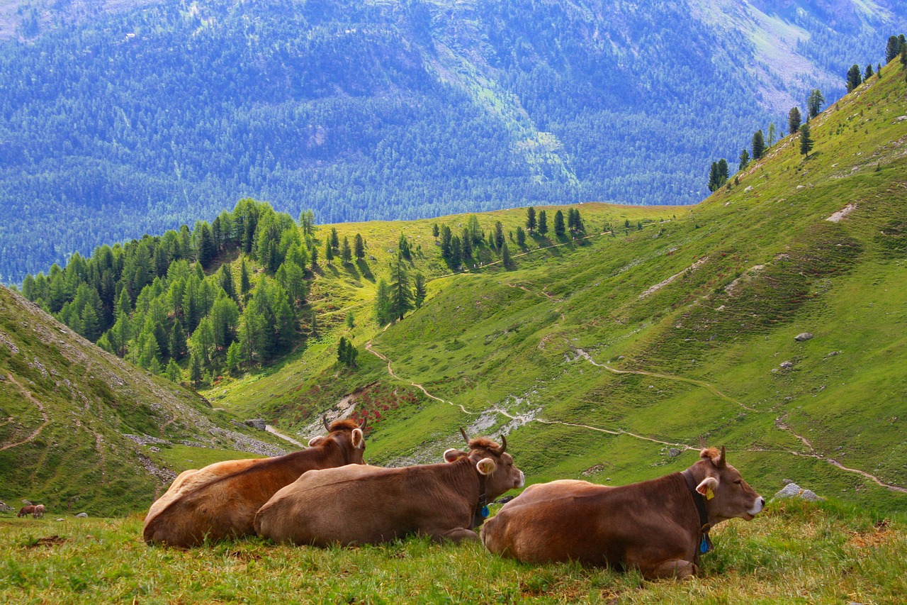 cow swiss alps free photo