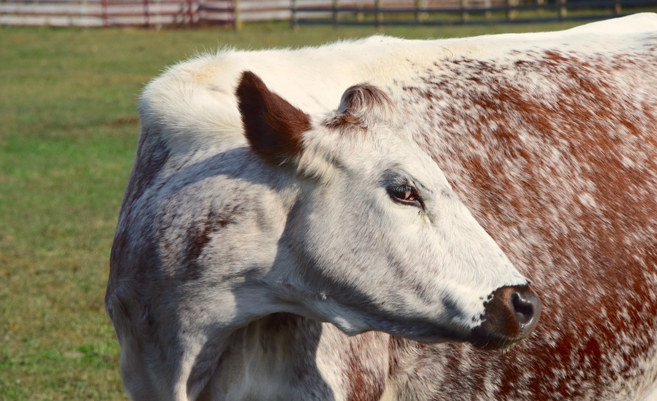 cow farm woodstock farm animal sanctuary free photo