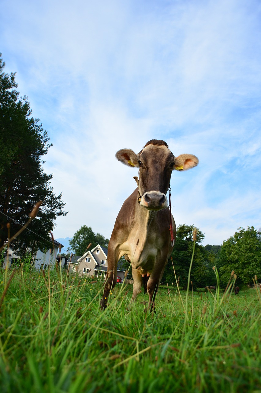 cow alps pasture free photo