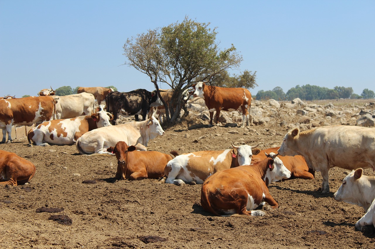 cows farm animal free photo