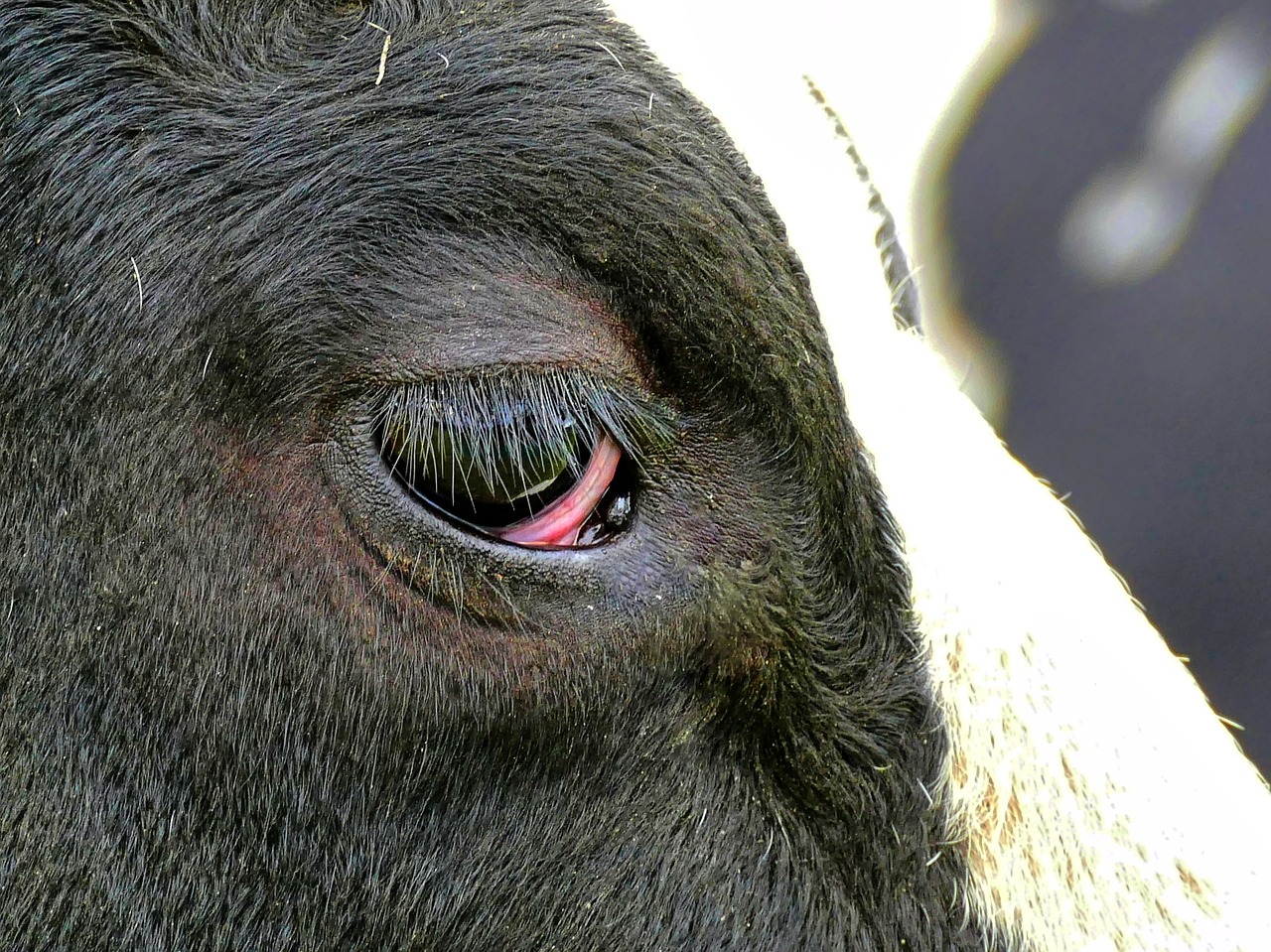 cow eye animal free photo