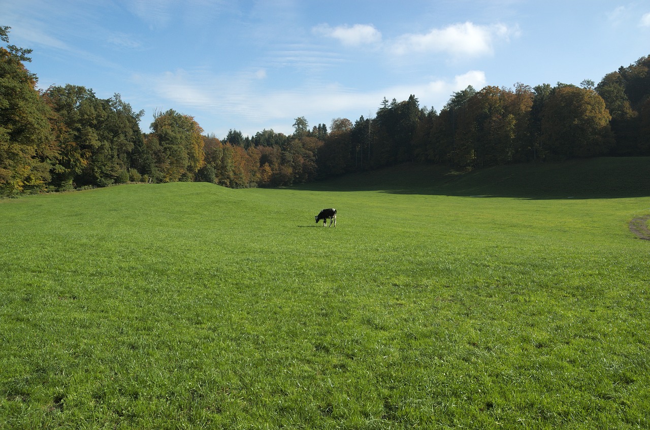 cow pasture landscape free photo