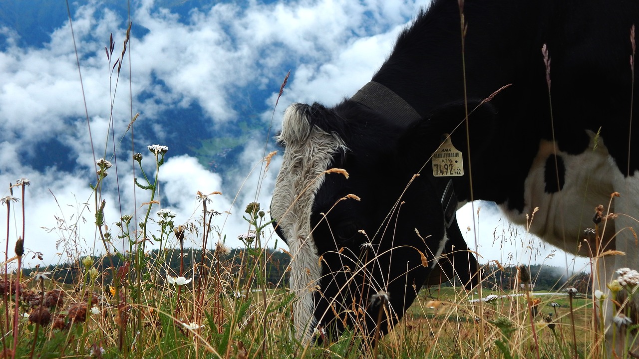 cow cattle mountains free photo