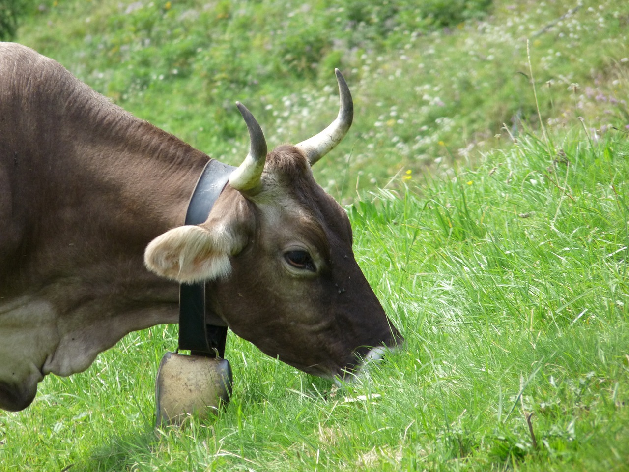 cow horns cattle free photo