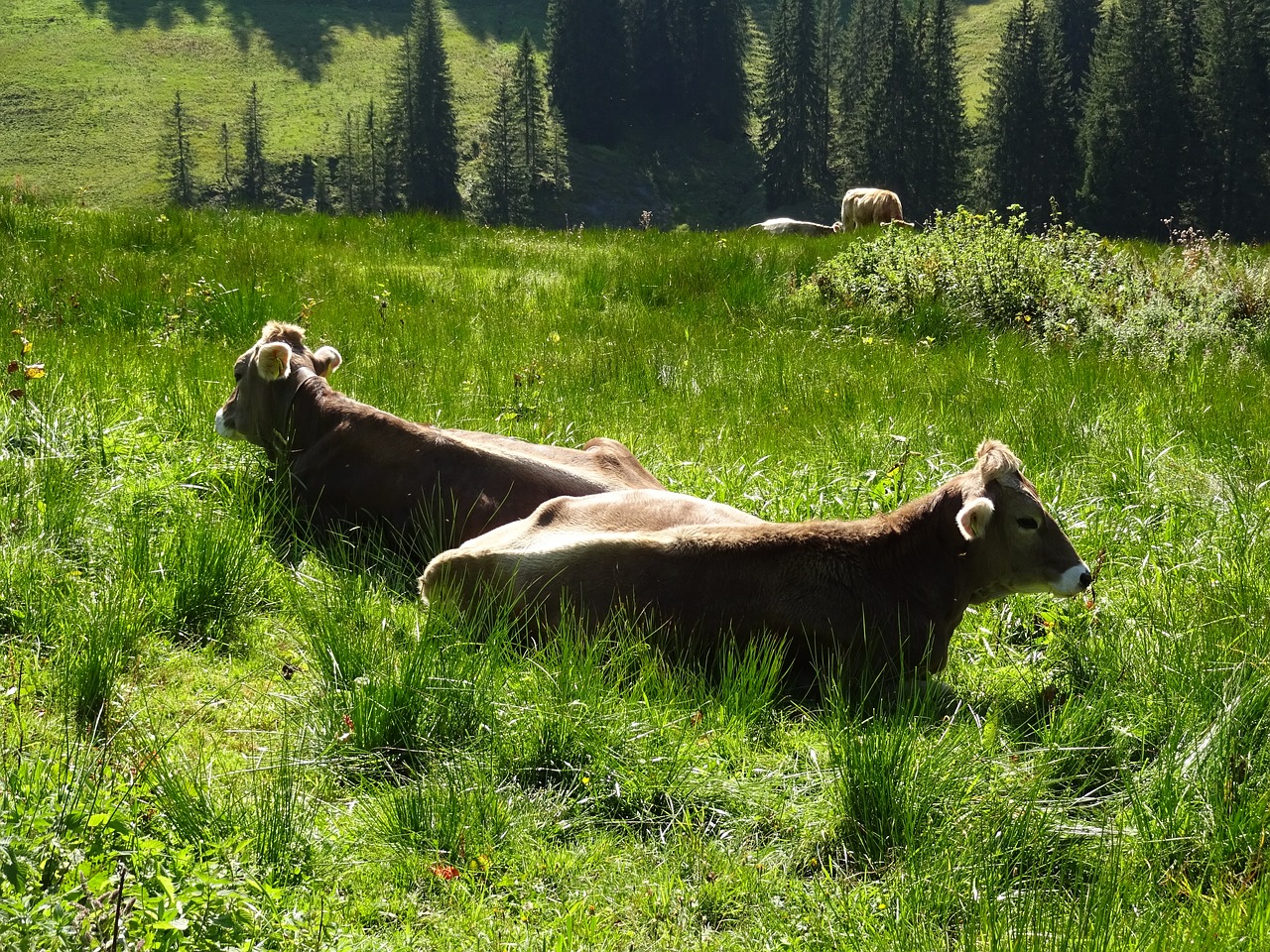 cow brown swiss meadow free photo