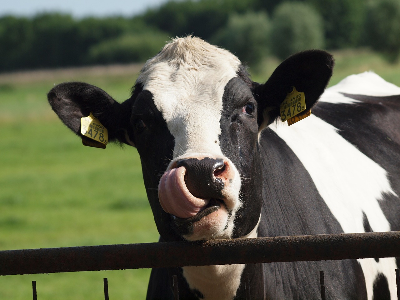 cow animals farm free photo