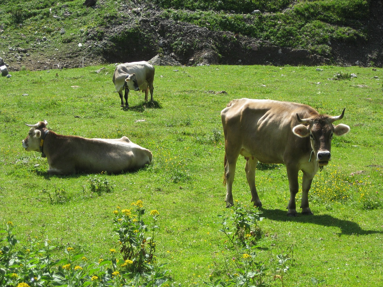 cow alps austria free photo