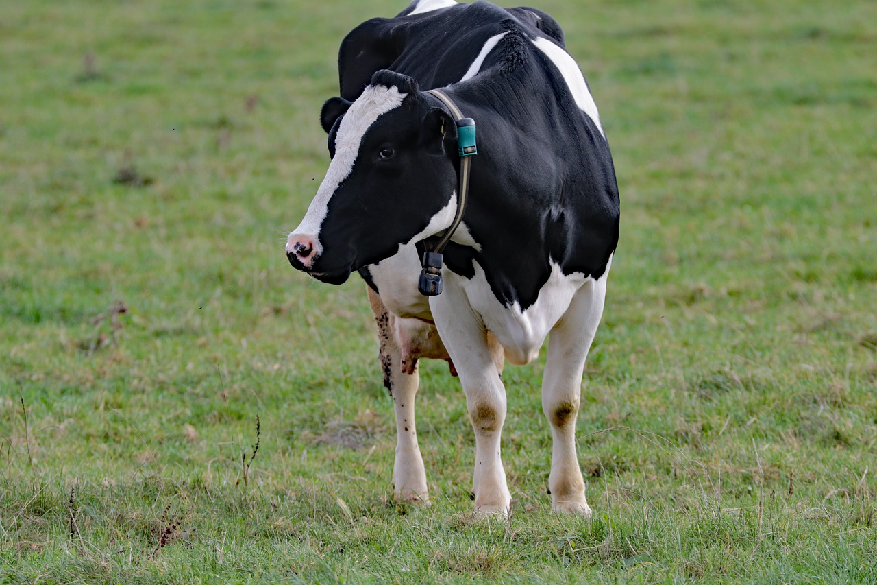 cow milk farm free photo
