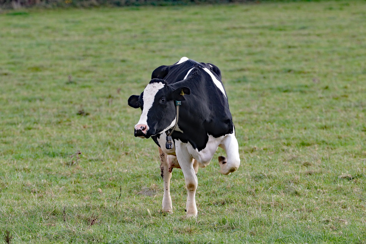 cow milk farm free photo
