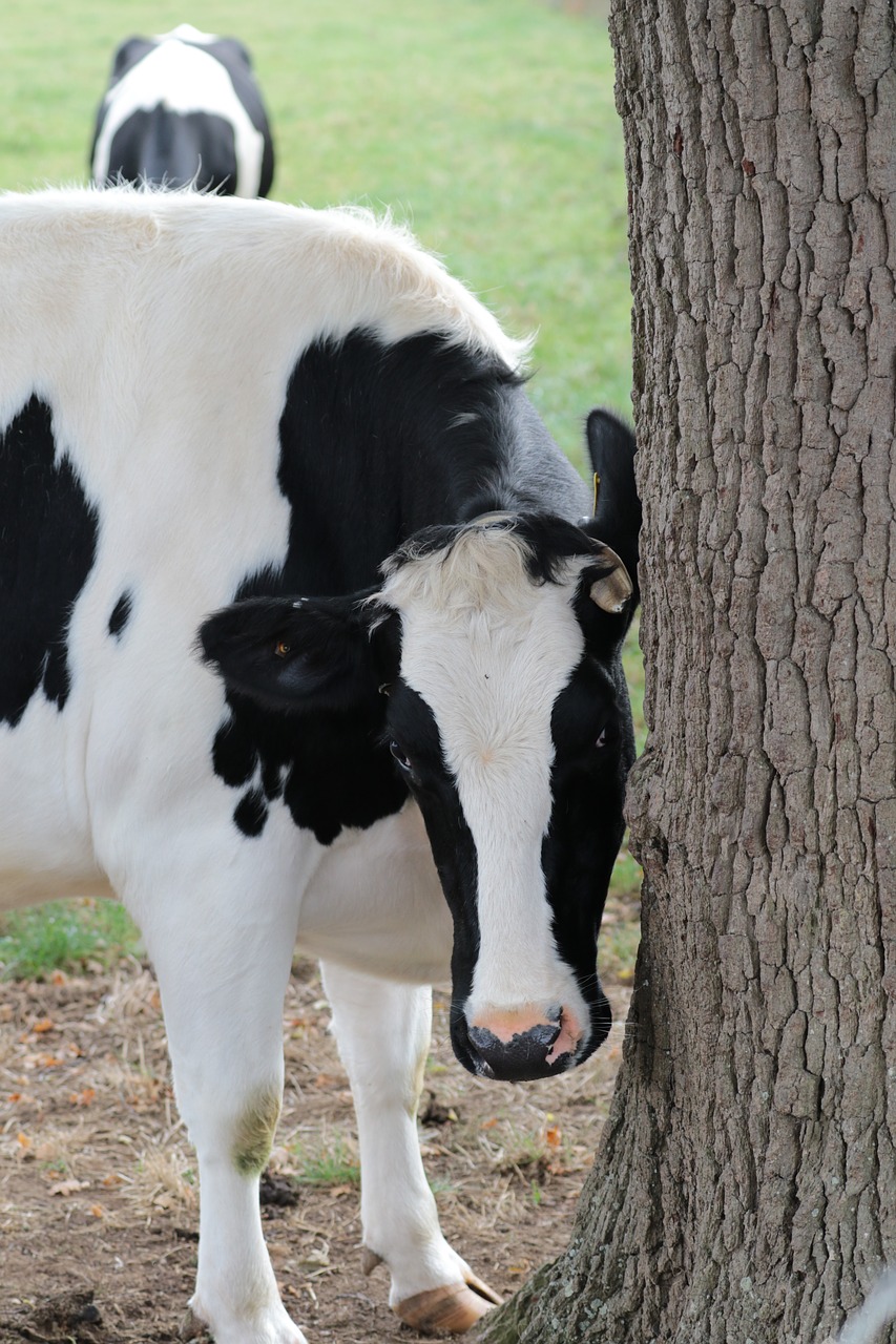 cow milk farm free photo