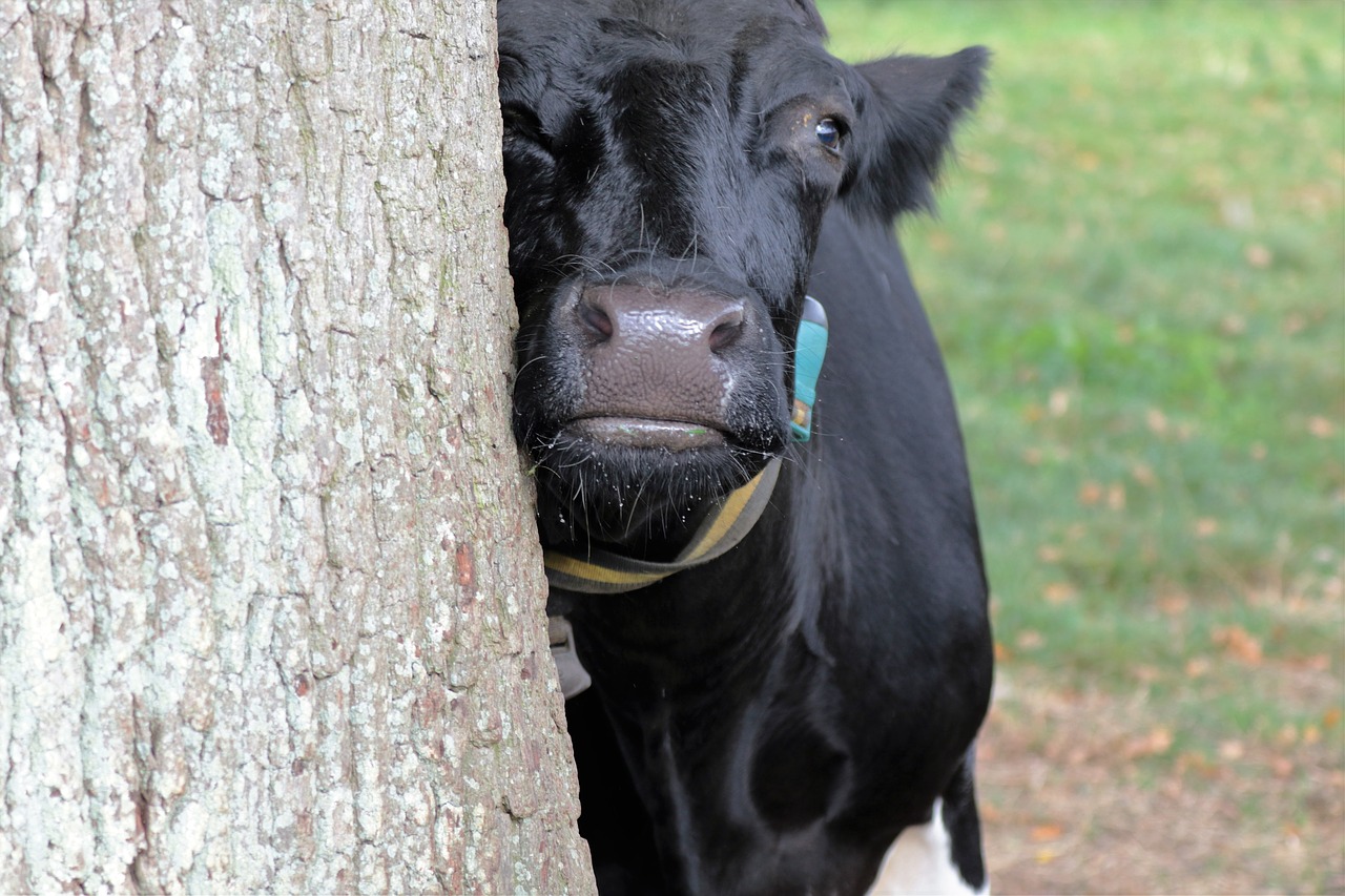 cow milk farm free photo