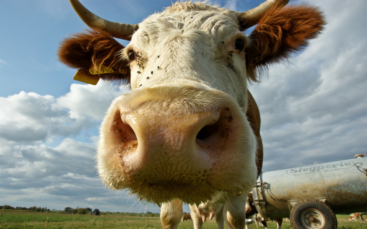 cow prato sky free photo