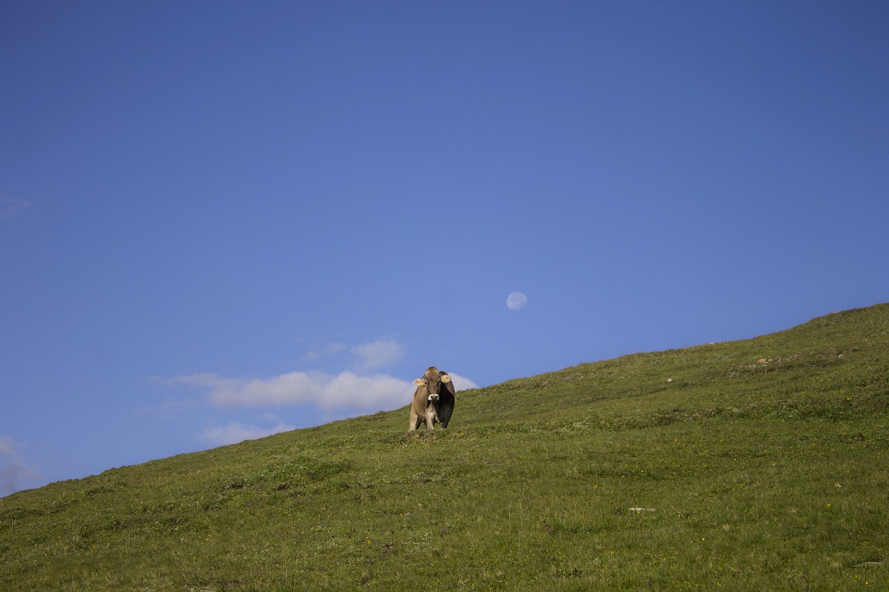 cow pasture meadow free photo