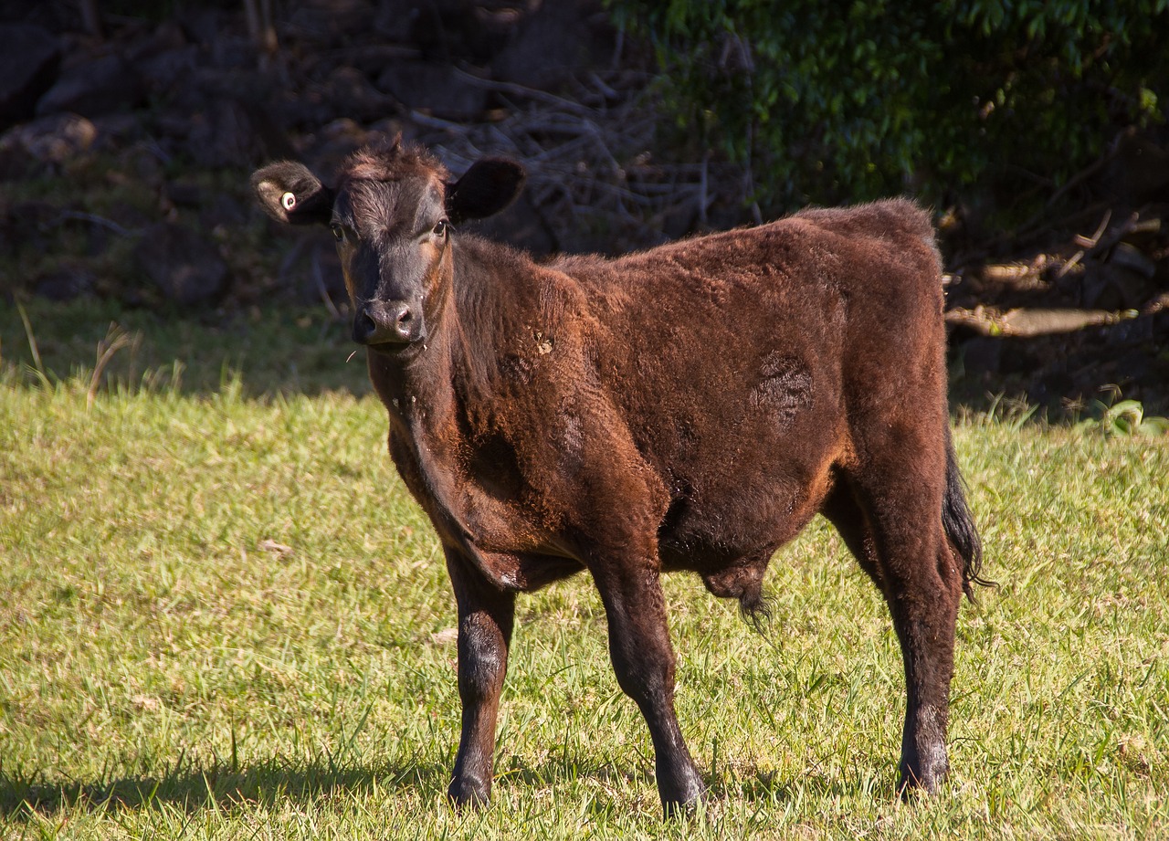 cow calf cattle free photo