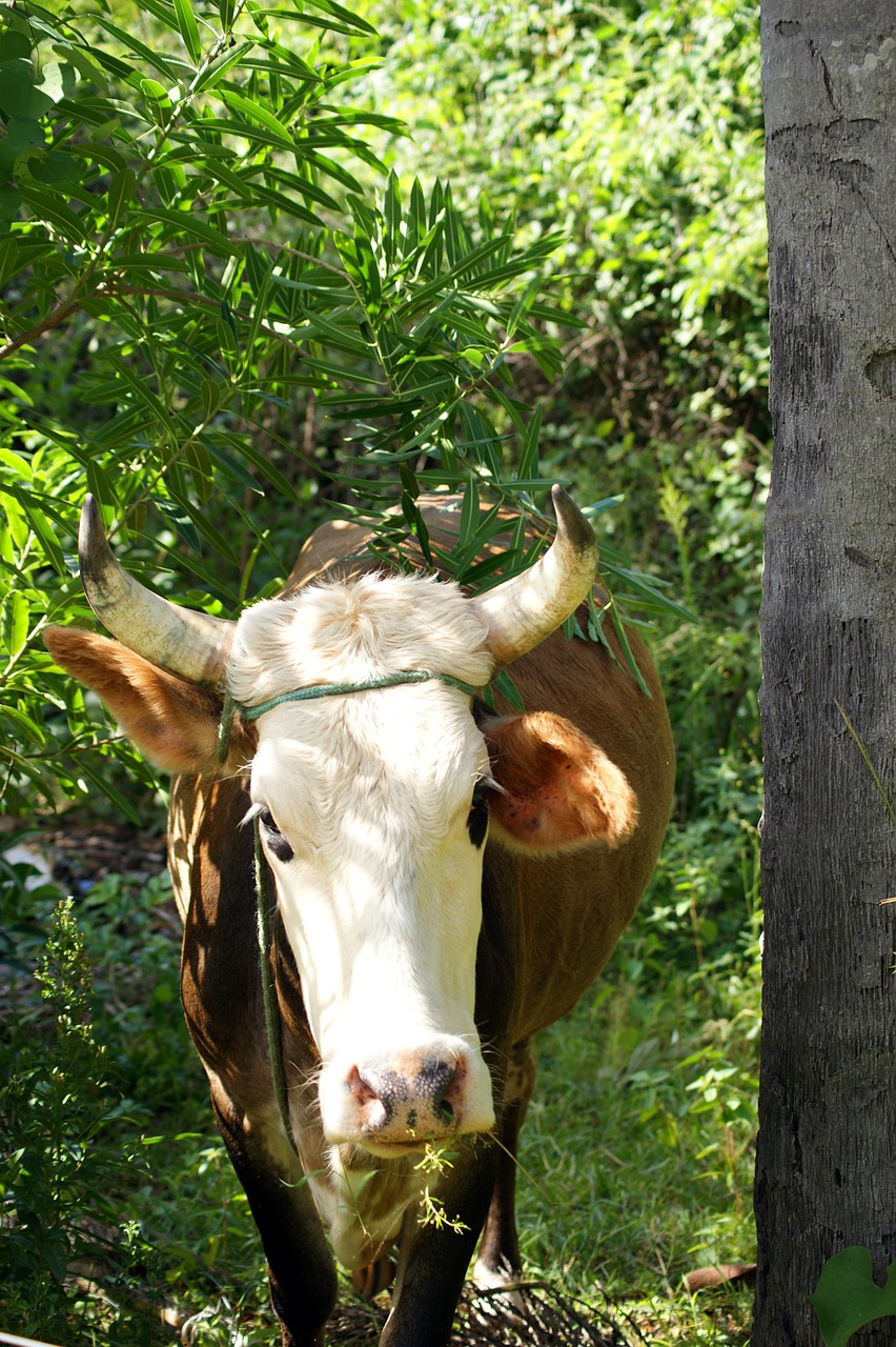 cow ox jungle free photo