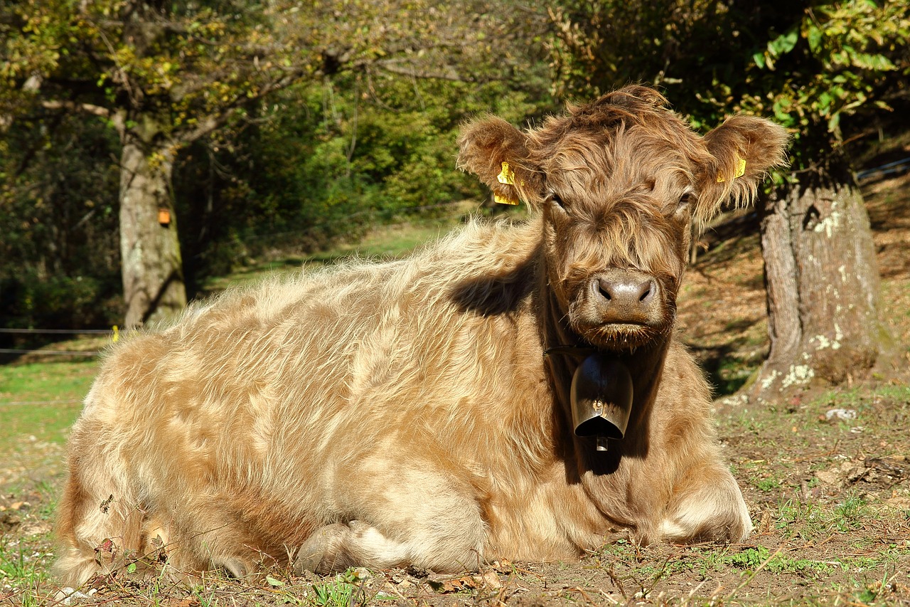 cow beef pasture free photo