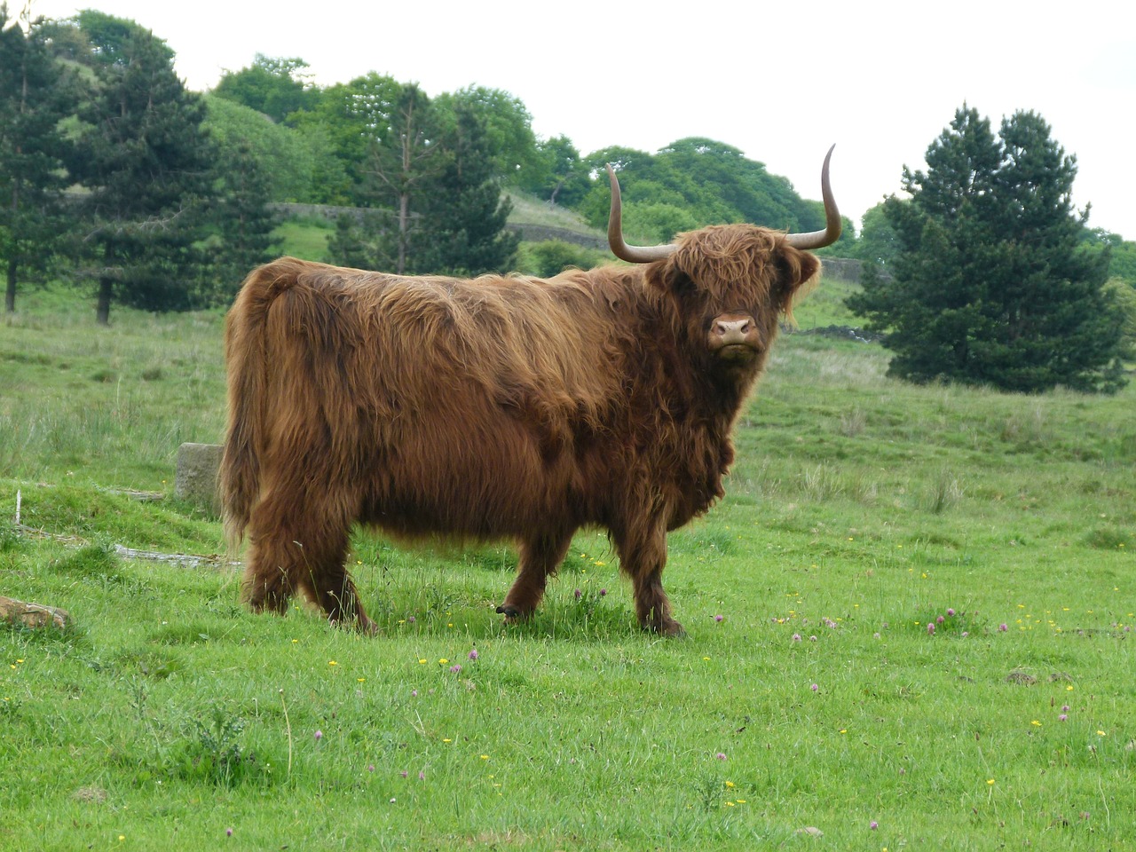 cow highland horns free photo