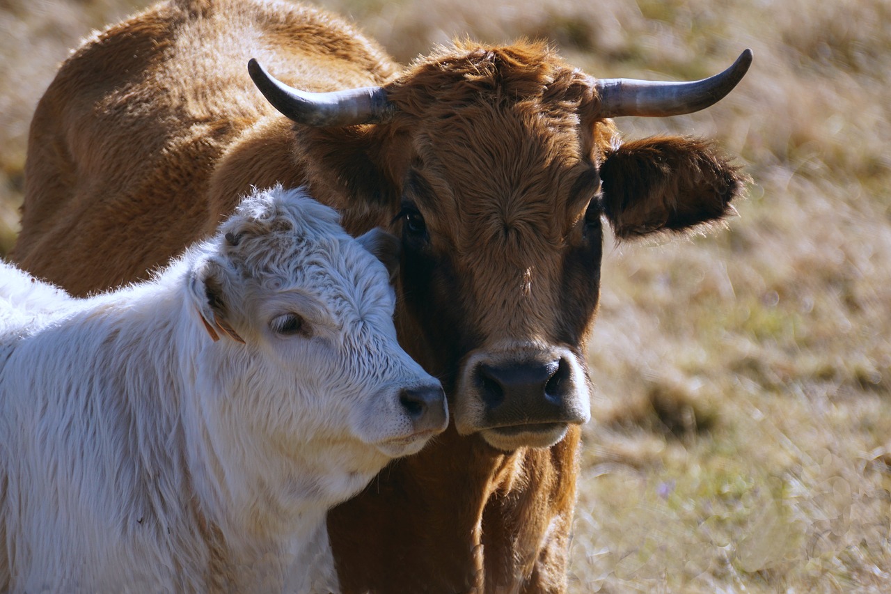 cow aubrac veal free photo