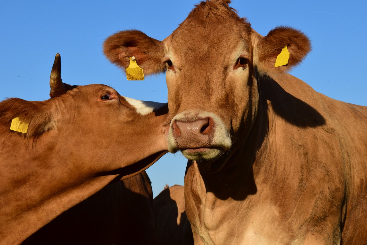 cow pasture kiss free photo