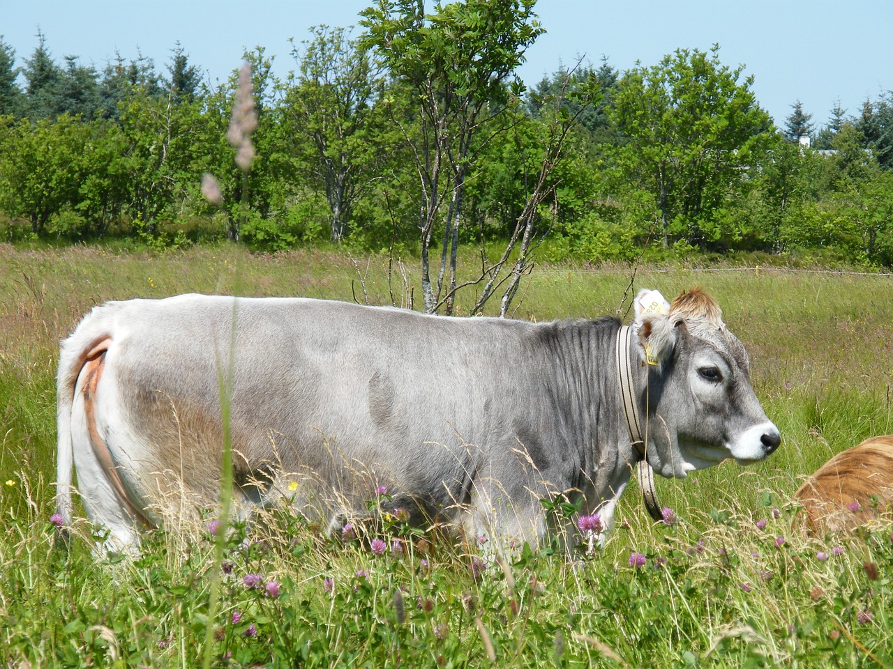 cow animals livestock free photo